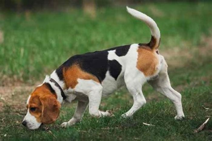 What do Beagles dislike?