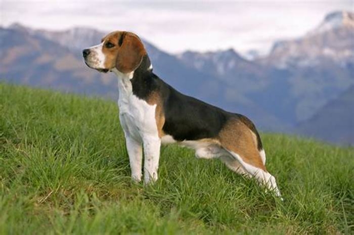 What does a healthy Beagle look like