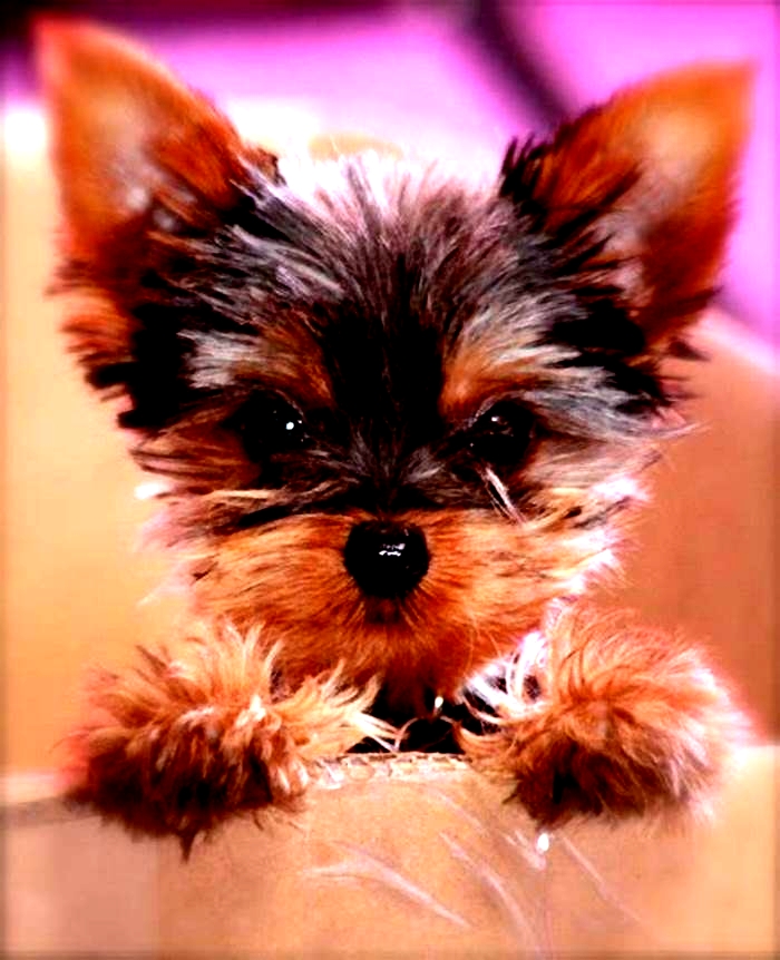 What does a perfect Yorkie look like?