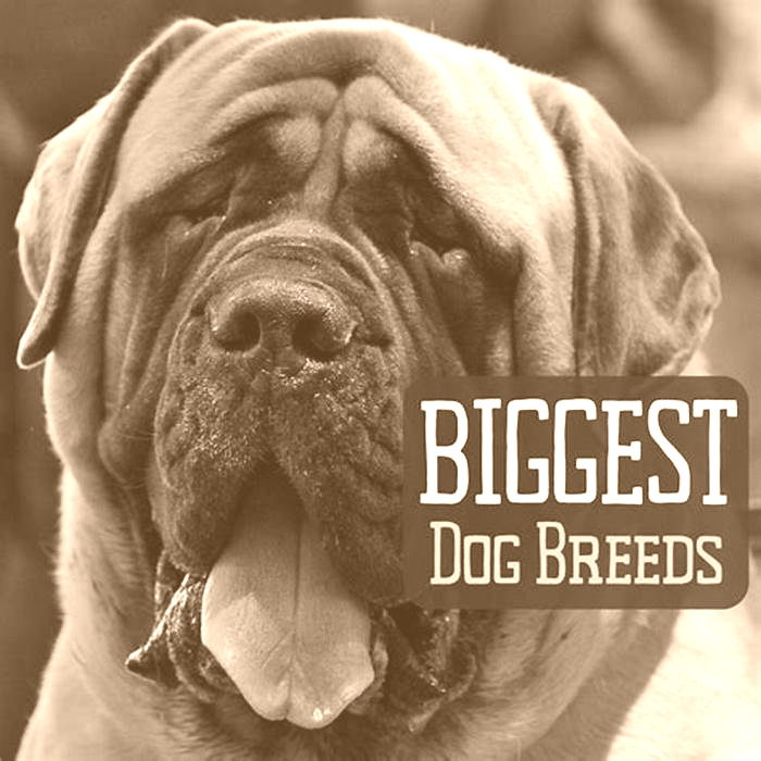 What dog breed is the heaviest?