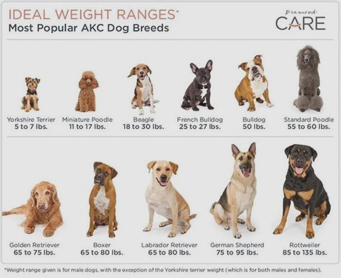 What dog breed weighs 15kg?