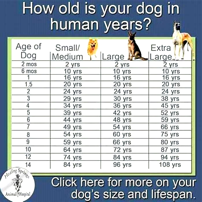 What dog has 20 years life span?