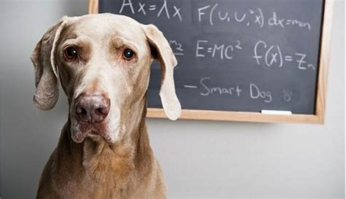 What dog has the highest IQ?