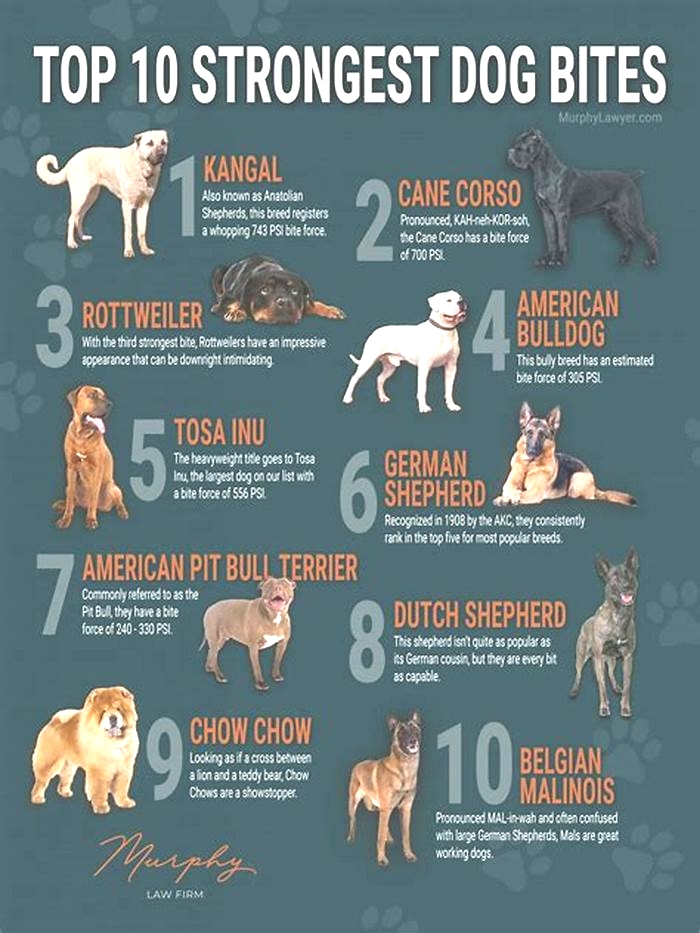 What dog has the highest bite force?