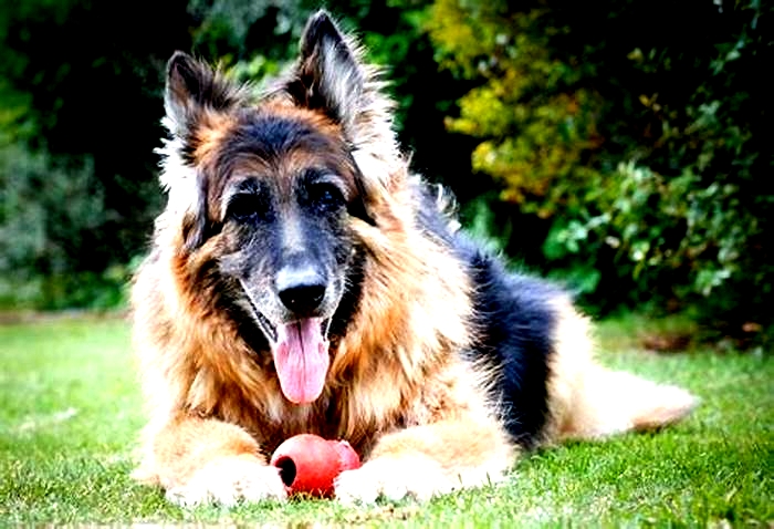 What dog has the longest lifespan?