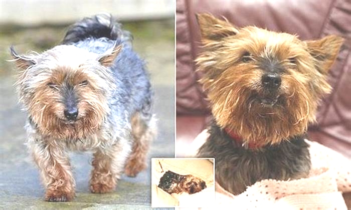 What dog is mistaken for a Yorkie