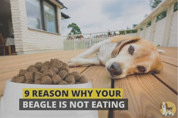 What food should Beagles not eat