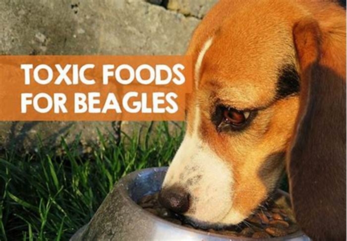 What foods are bad for Beagles?