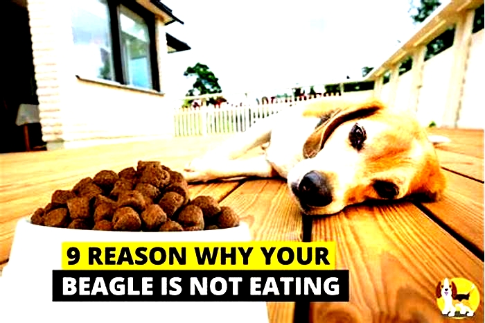 What foods can Beagles not eat