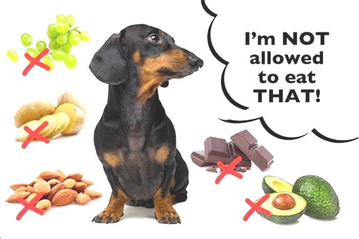 What foods can Dachshunds not eat?