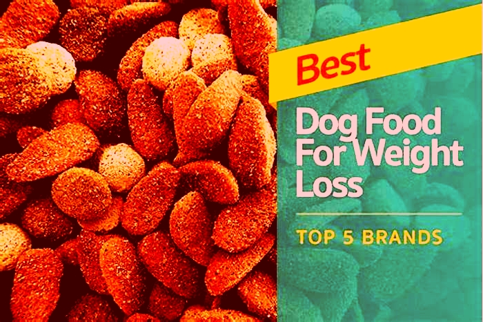 What foods will help a dog lose weight