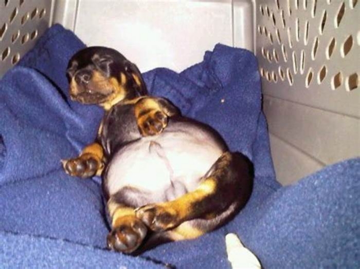 What happens if you overfeed a dachshund?