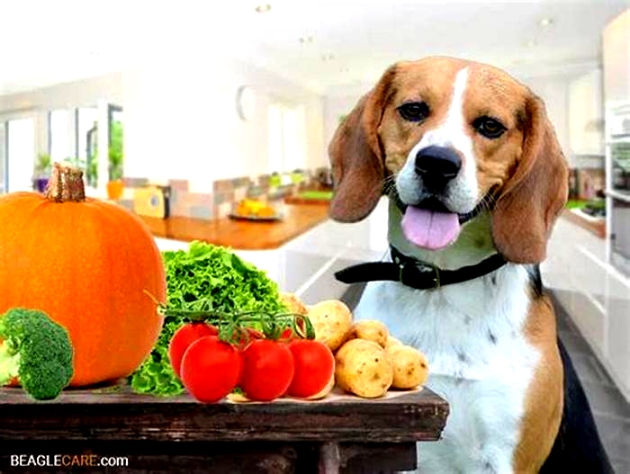 What is a Beagles favorite food?