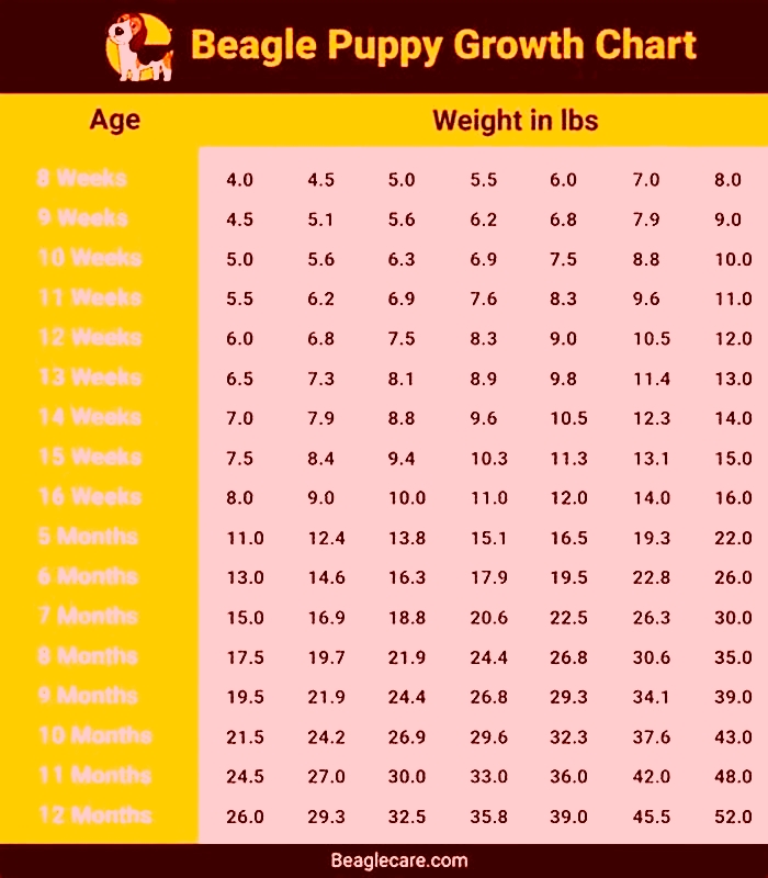 What is a Beagles max weight?