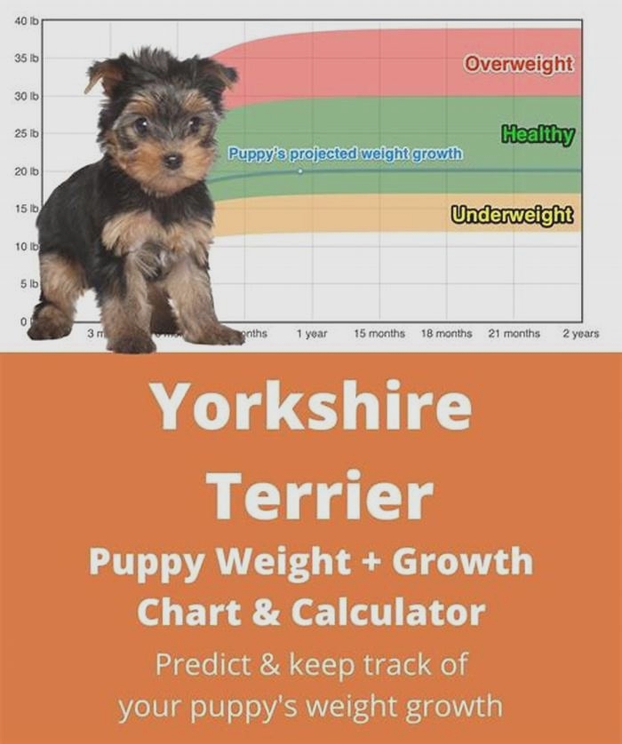 What is a healthy weight for a Yorkie