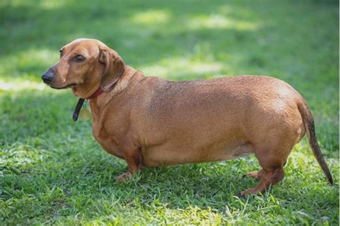 What is obese for a dachshund?