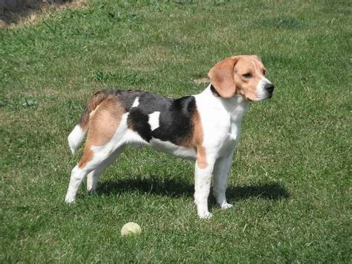 What is the average lifespan of Beagle