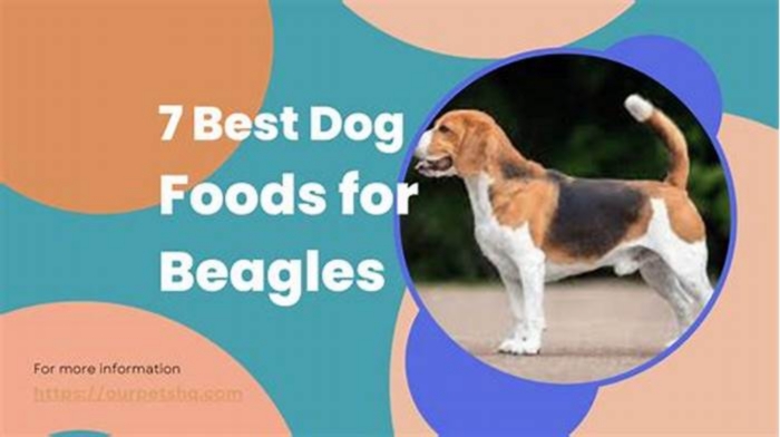 What is the best food for a beagle