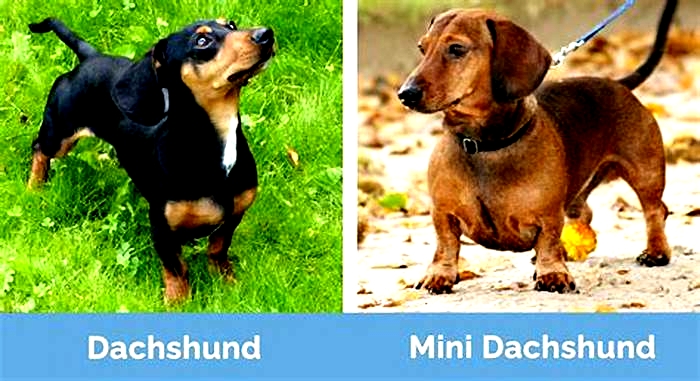 What is the difference between a Dachshund and a Miniature Dachshund?