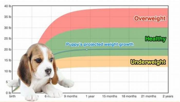 What is the food weight for a Beagle