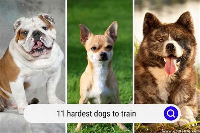 What is the hardest dog to train