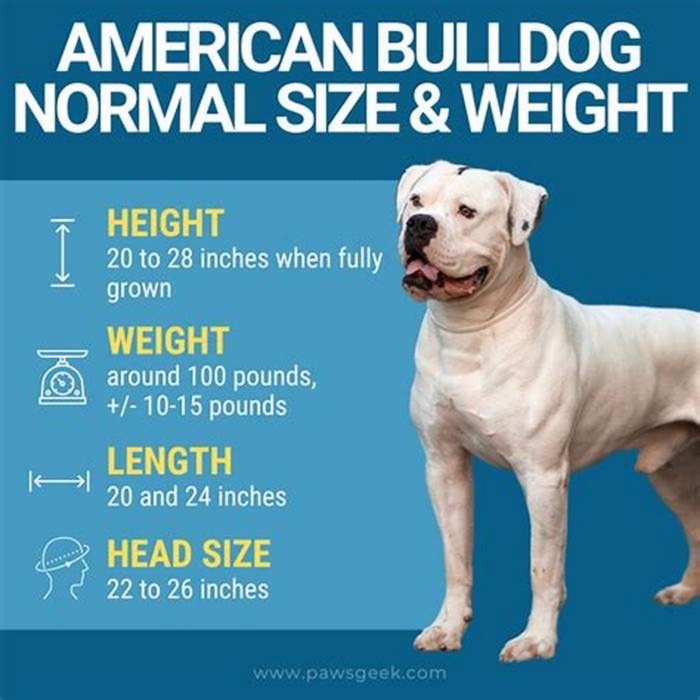 What is the highest weight for a bulldog