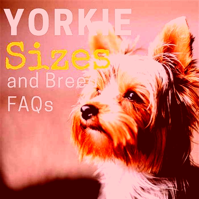 What is the largest size Yorkie?