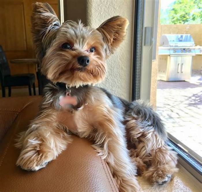 What is the lifespan of an obese Yorkie