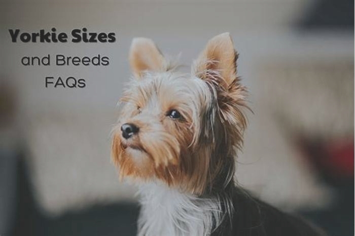 What is the maximum size of a Yorkie?