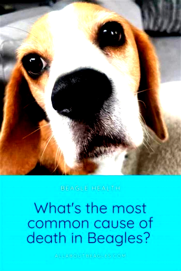 What is the most common cause of death in Beagles?