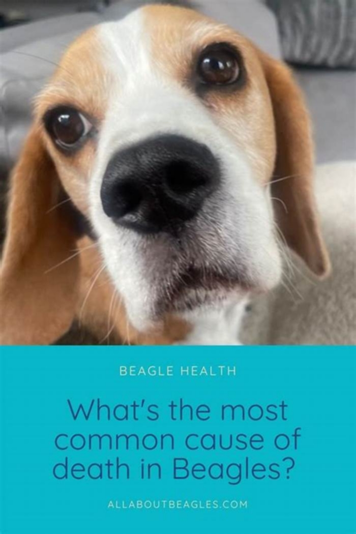 What is the most common cause of in Beagles