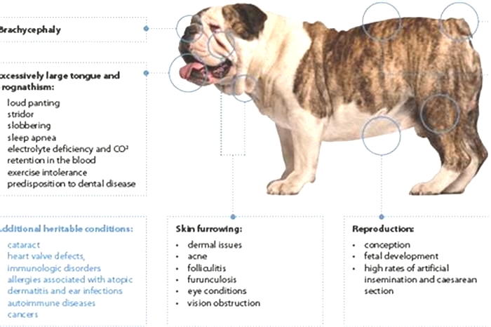 What is the most common cause of in Bulldogs