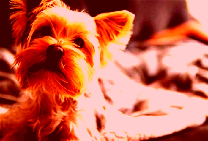 What is the most common death in Yorkies?