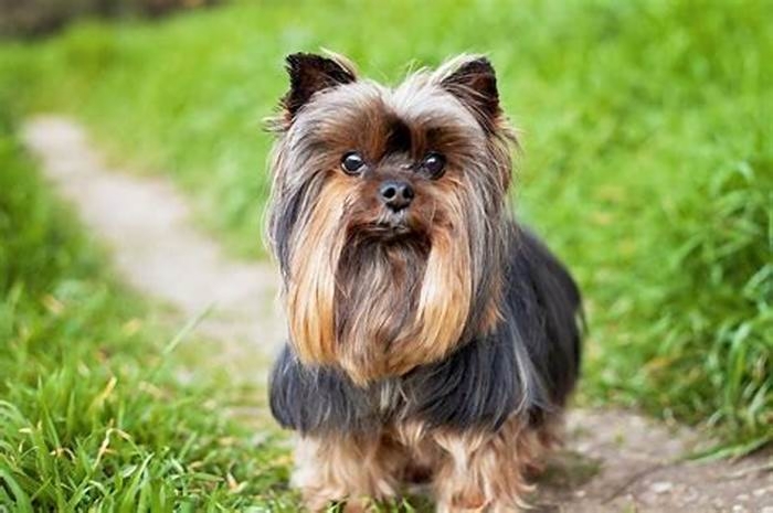 What is the most common in Yorkies