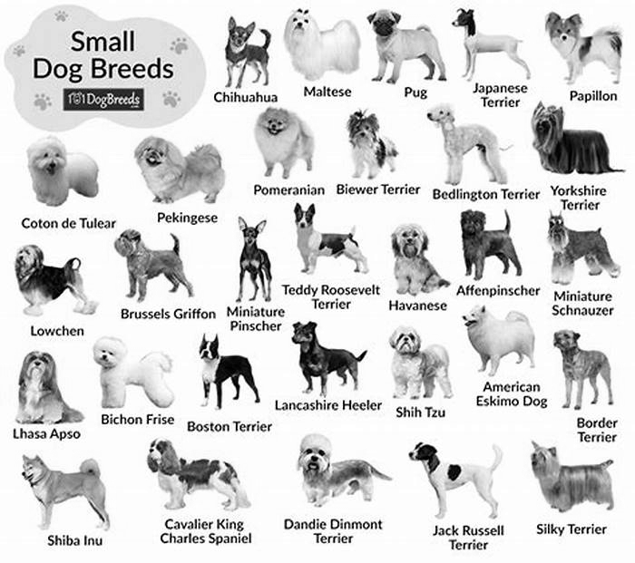 What is the number 1 small dog