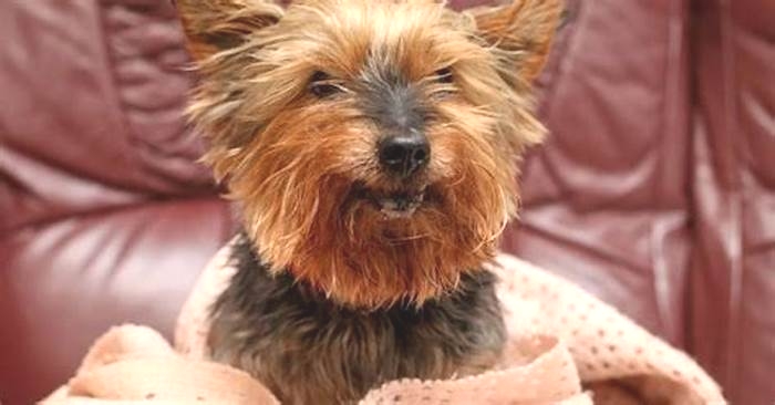 What is the oldest Yorkshire Terrier?