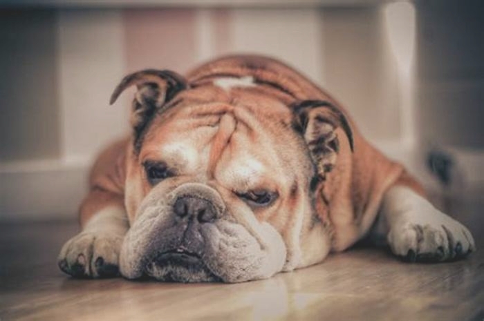 What is the oldest living bulldog?