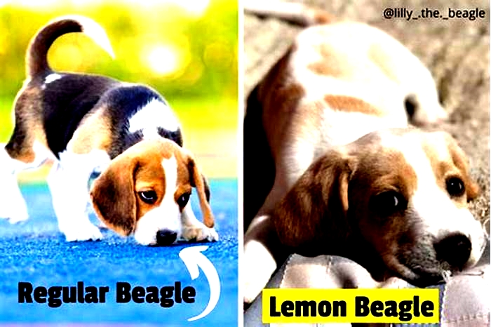 What is the rarest type of Beagle