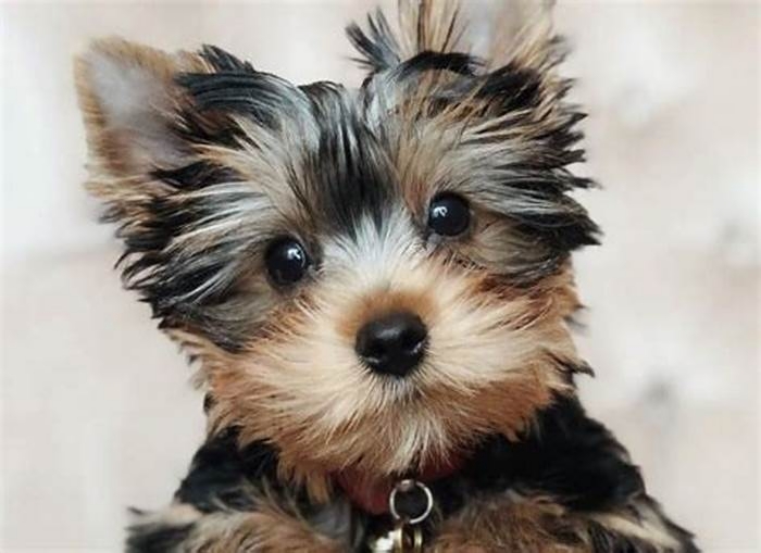 What is the rarest type of Yorkie