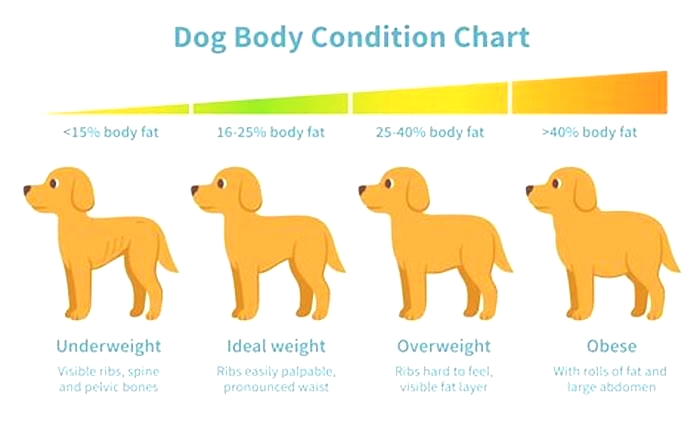 What size is an overweight dog?