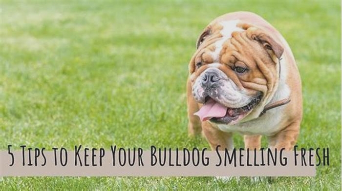 What smells do English Bulldogs hate