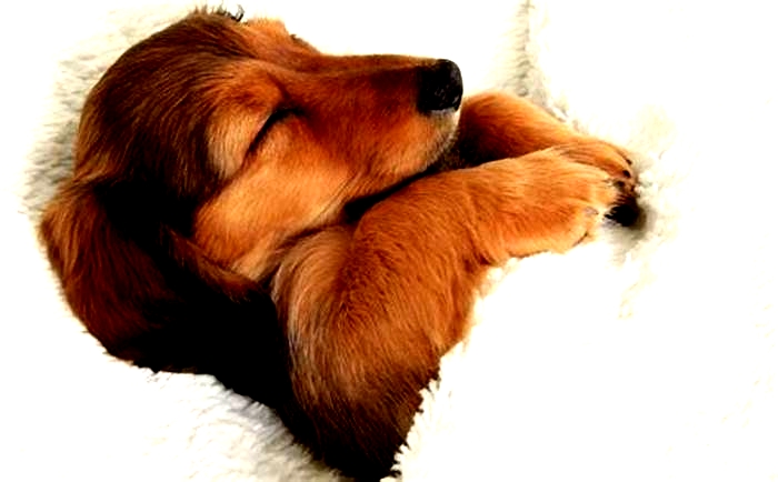 Where should Dachshunds sleep at night?