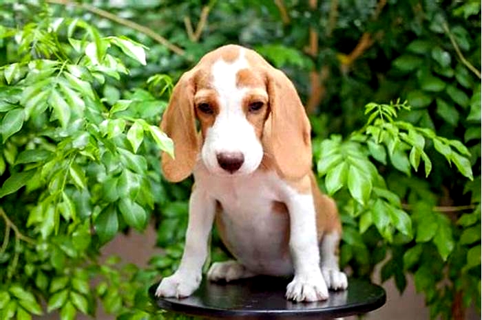 Which Colour Beagle is rare