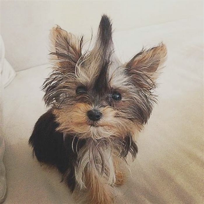 Which Yorkie is the smallest?