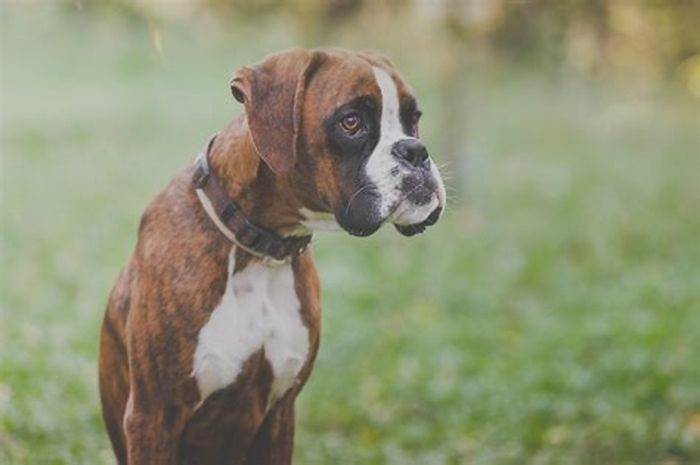 Which dog breed is most loyal?