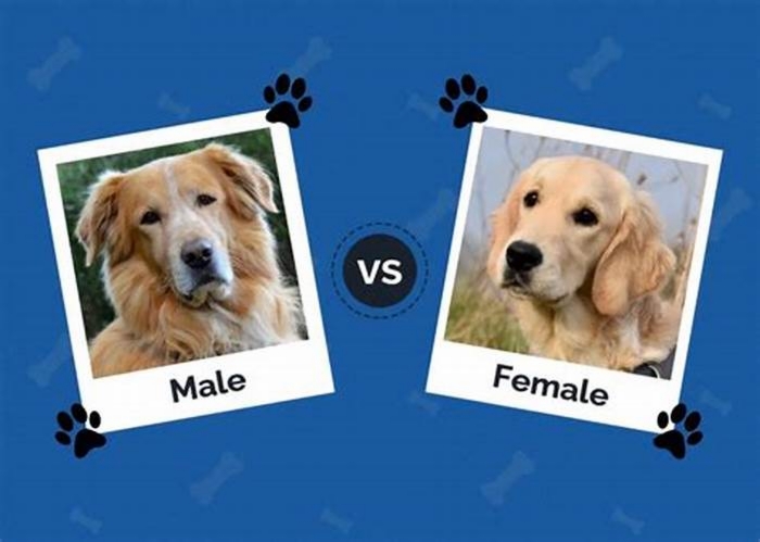 Which dog gender is more loving?