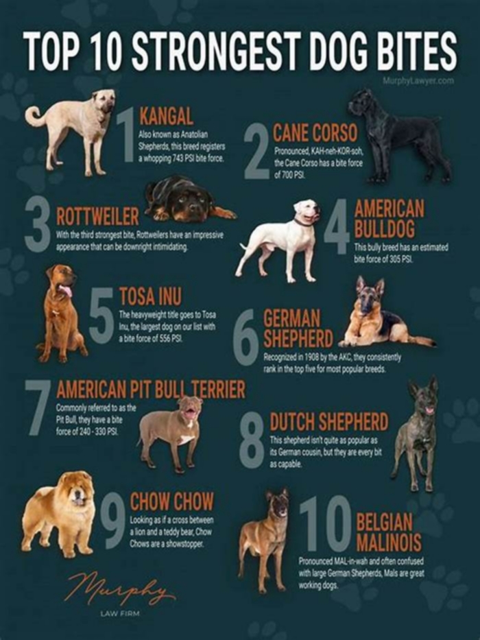 Which dog has the highest bite force