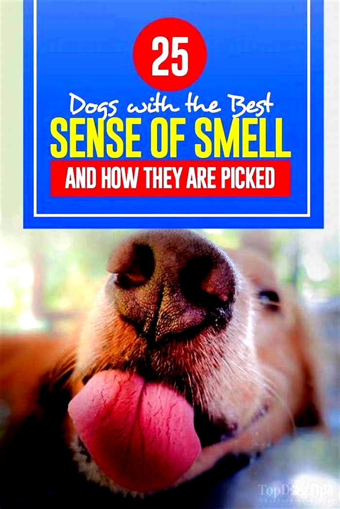 Which dog smells the most