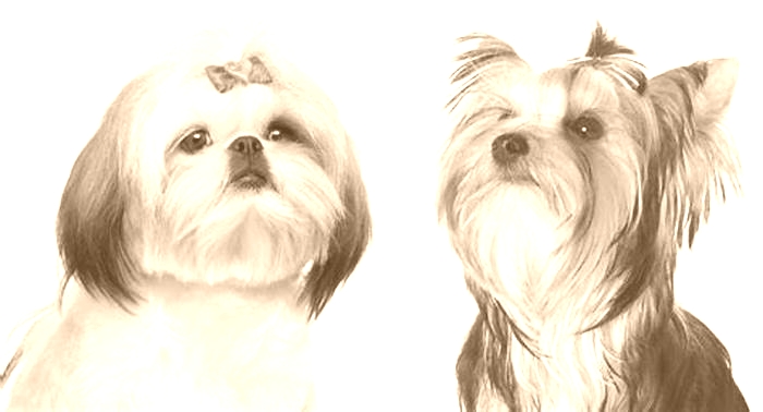 Which is better a Yorkie or a Shih Tzu