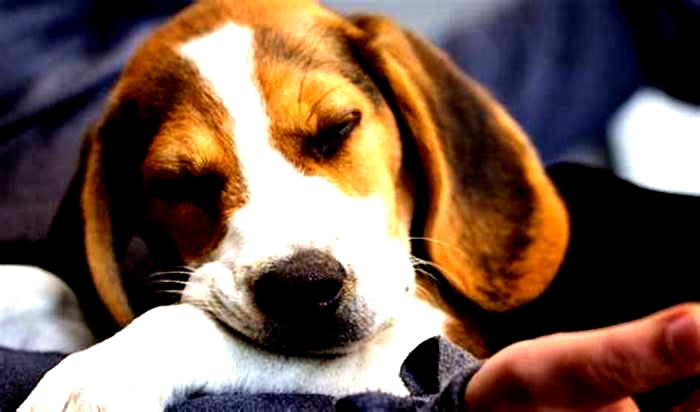 Why are Beagles so cuddly?